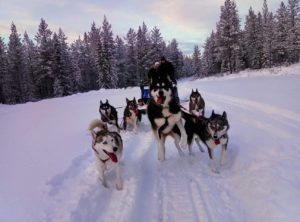 chiens 3d nordic