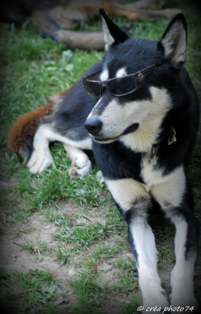 chien lunette
