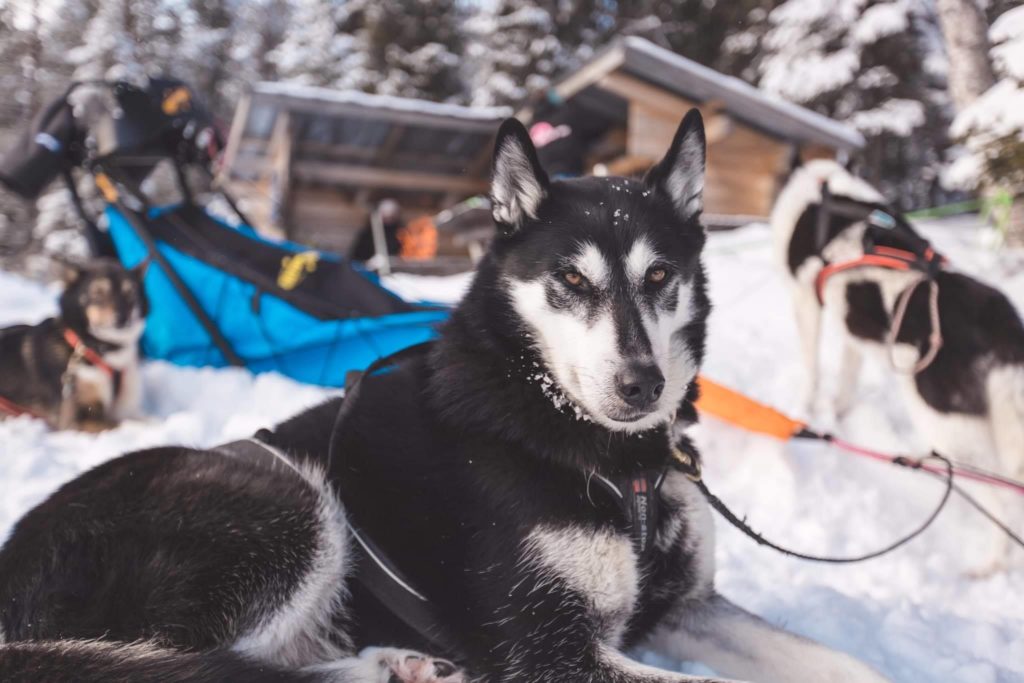 fjord chien
